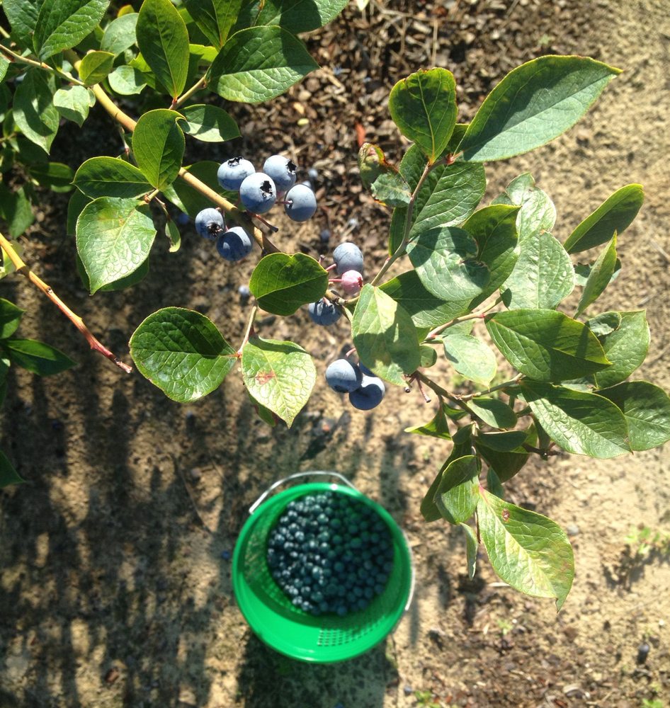 Point Harbor Pick Your Own