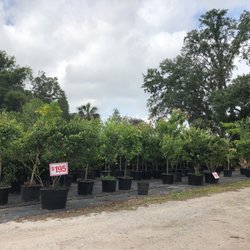 Lee S Trees Landscaping Nursery Nurseries Gardening 1074 Photo Of Lee S Trees Landscaping Nursery Apopka Fl United States