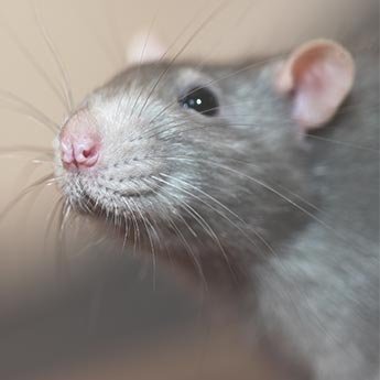 Do It Right Rodent Proofing