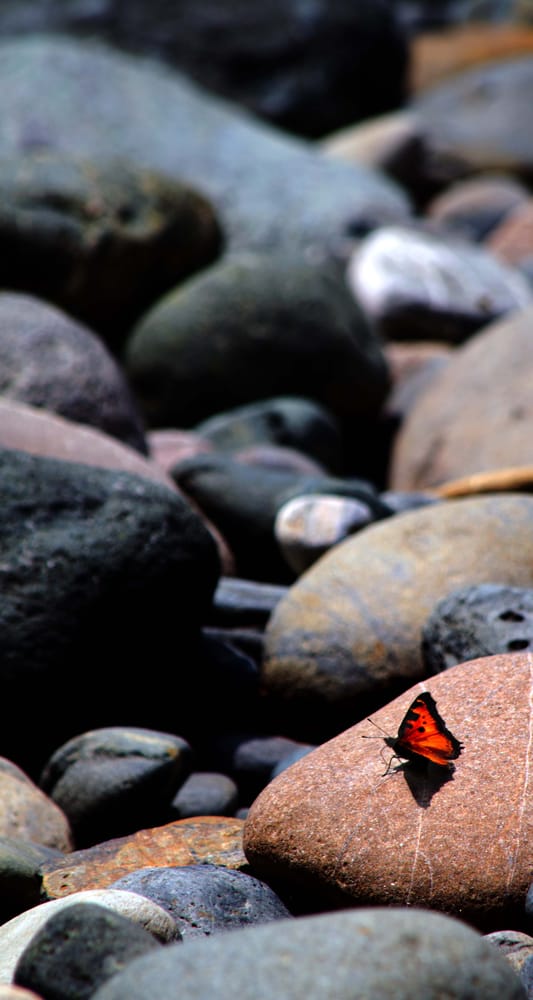 Mineral Bar Campground 50 Photos & 17 Reviews Parks Iowa Hill Rd