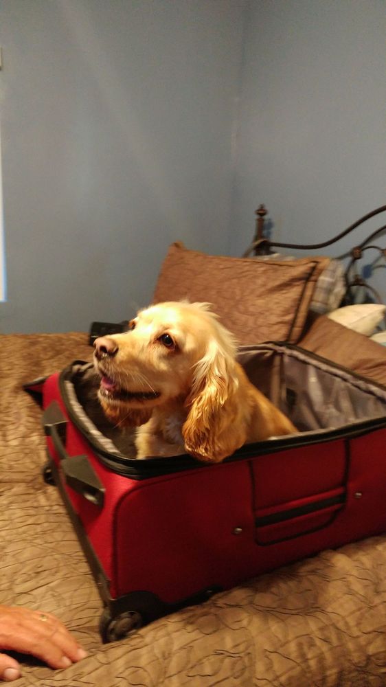 On My Way To Pet Garden Yelp