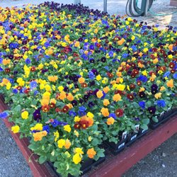 Colebrook Nursery Nurseries Gardening 5915 W 31st St Gray Photo Of Colebrook Nursery Tulsa Ok United States Annuals