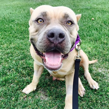Pit Stop Dog Walking And Pet Care Pit Stop Dog Walking And Pet Care
