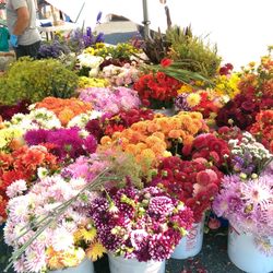 Federal Way Farmers Market 10 Photos 1701 S Photo Of Federal Way Farmers Market Wa United States Flowers