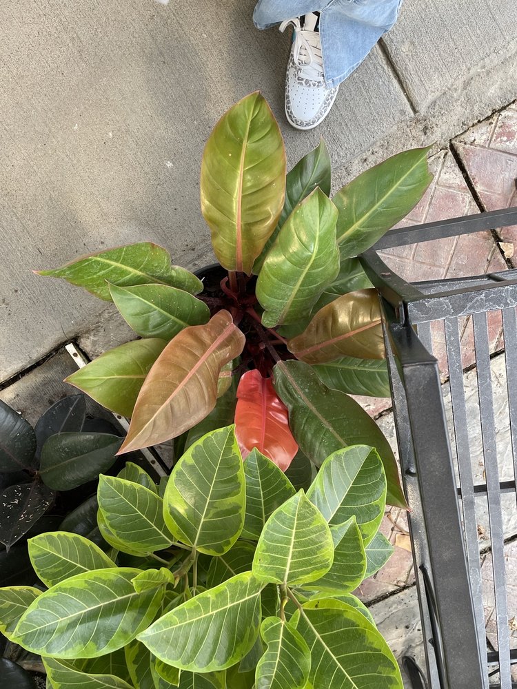 Brafford's Greenhouses