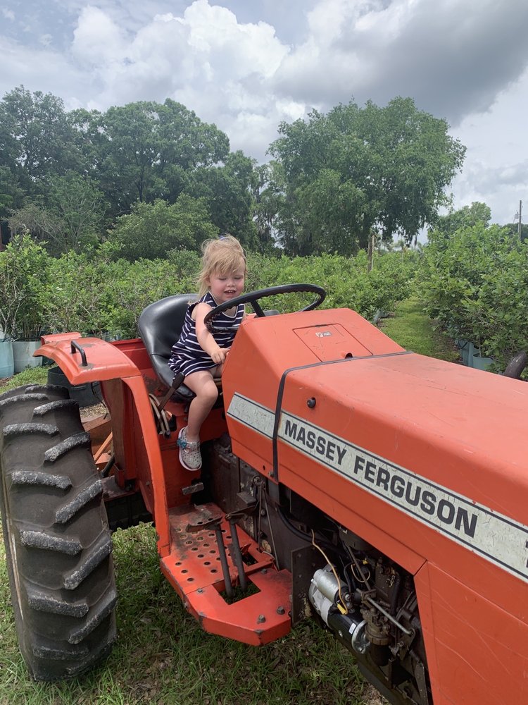 Lutz Blueberry Farm
