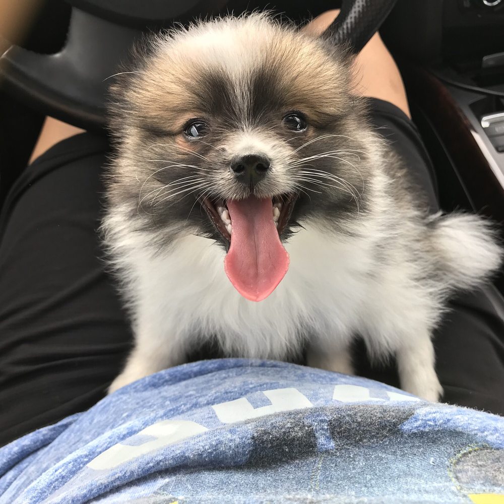 Panorama Pet Hospital 18 Photos & 92 Reviews Veterinarians 14519