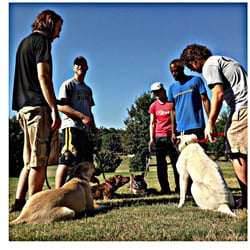 Aggressive Dog Training Madison Wi Aggressive Dog Training Madison Wi