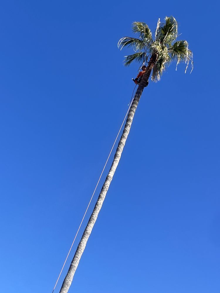 California Elite Tree Services & Maintenance