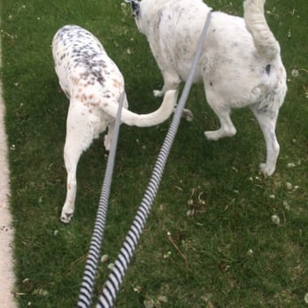 Playtime Pet Sitters Dog Walkers Playtime Pet Sitters Dog Walkers