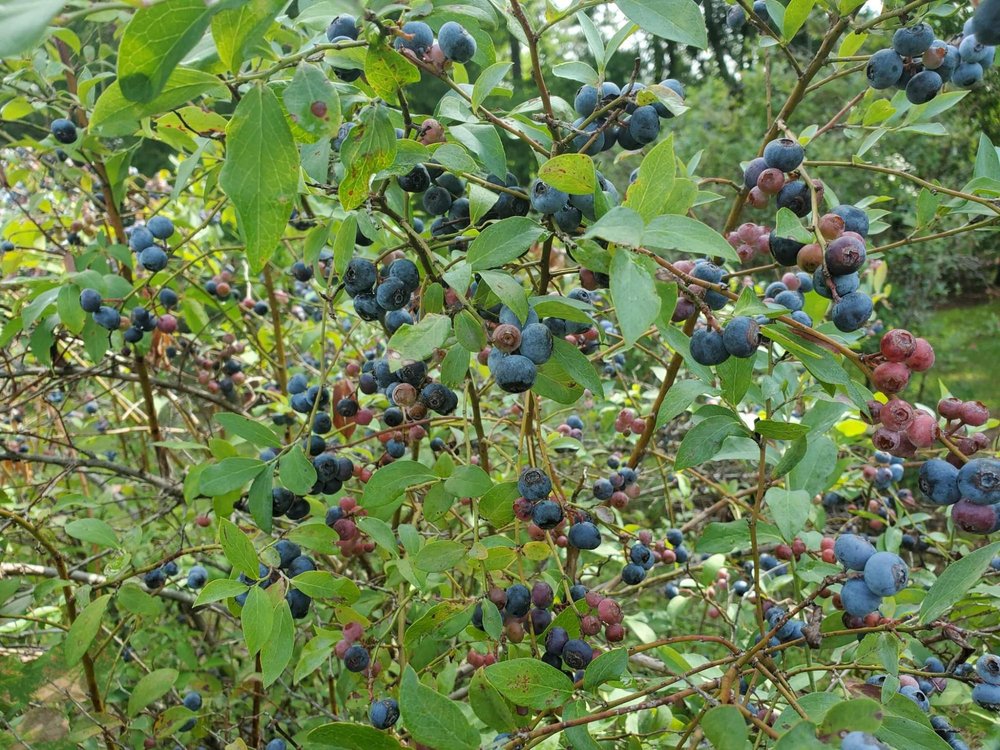 Carter Blueberry Farm
