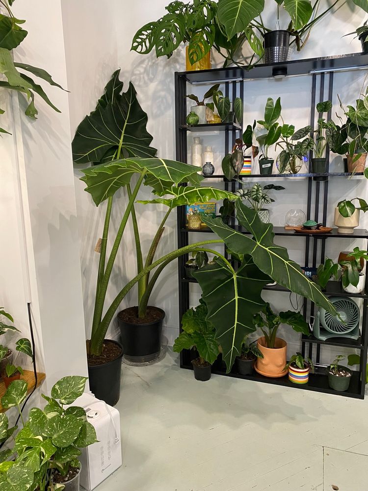 Roots Plant Exchange