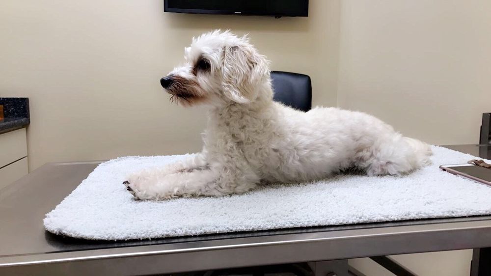 Prince William Emergency Veterinary Clinic