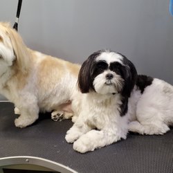 Jackie's Mobile Dog Grooming photo