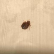 Affordable Bed Bug Exterminators 12 Photos Pest Control 6650 W Bed Bug Photo Of Affordable Exterminators Milwaukee Wi United States