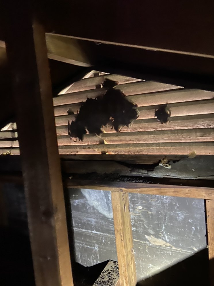 Stanton Wildlife Services