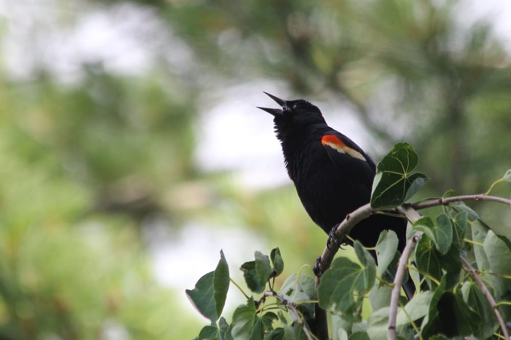 Meadowlark Botanical Gardens 385 Photos & 125 Reviews Botanical