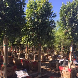 The Best 10 Nurseries Gardening Near Greenfield Citrus Nursery In Ad Moon Valley Nurseries