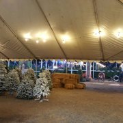 Pinery Christmas Trees 25 Photos 26 Reviews Family Fun Day Photo Of Pinery Christmas Trees Bonita Ca United States