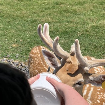 tennessee safari park 376 photos 51 reviews parks 618 conley