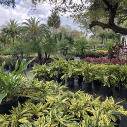 Palm Gardens Nursery Nurseries Gardening 4761 Judge Rd Photo Of Palm Gardens Nursery Orlando Fl United States