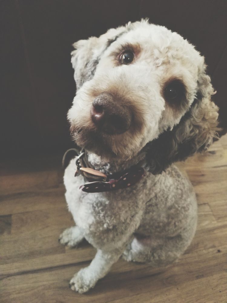 Freshly Groomed Poodle Cuteness Thank You Myranda Yelp