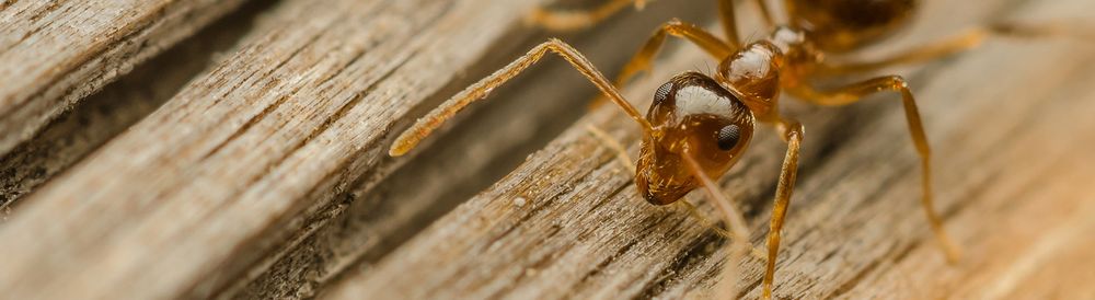 Advantage Pest Control