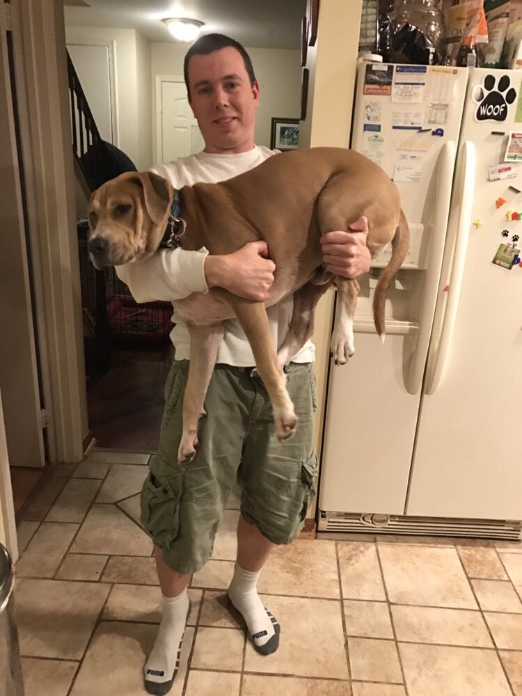 Tlc For Pets
