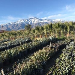 The Best 10 Nurseries Gardening In Palm Springs Ca Last Updated Gdnc Cactus Desert Plant Nursery