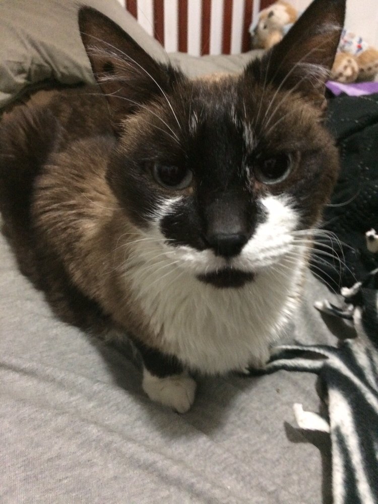 Palms N Paws Animal Shelter 11 Reviews Animal Shelters 7086