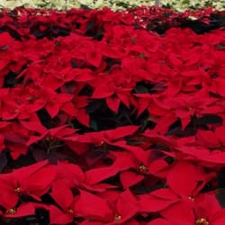 Varner S Greenhouse Nursery Nurseries Gardening 70294 Fir Rd Photo Of Varner S Greenhouse Nursery Niles Mi United States This Was