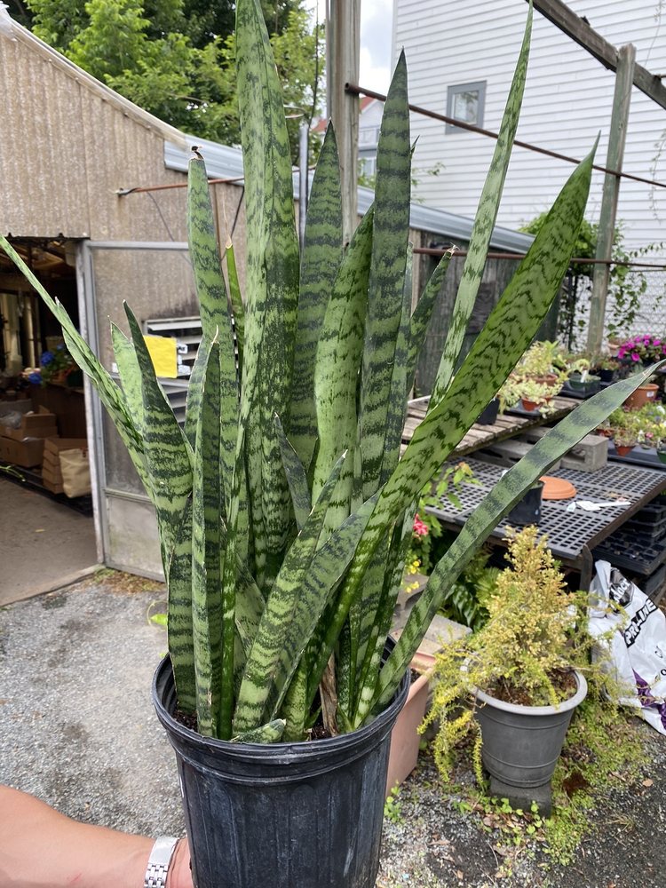 Campbell's Greenhouses