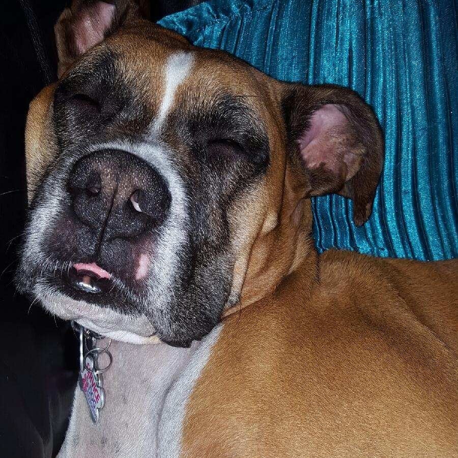 Doggie Au Pair