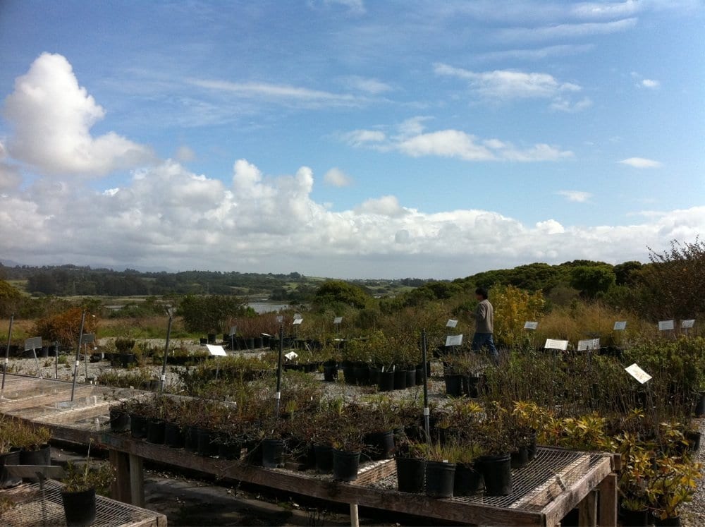 Elkhorn Native Plant Nursery Nurseries & Gardening 1957B Highway 1