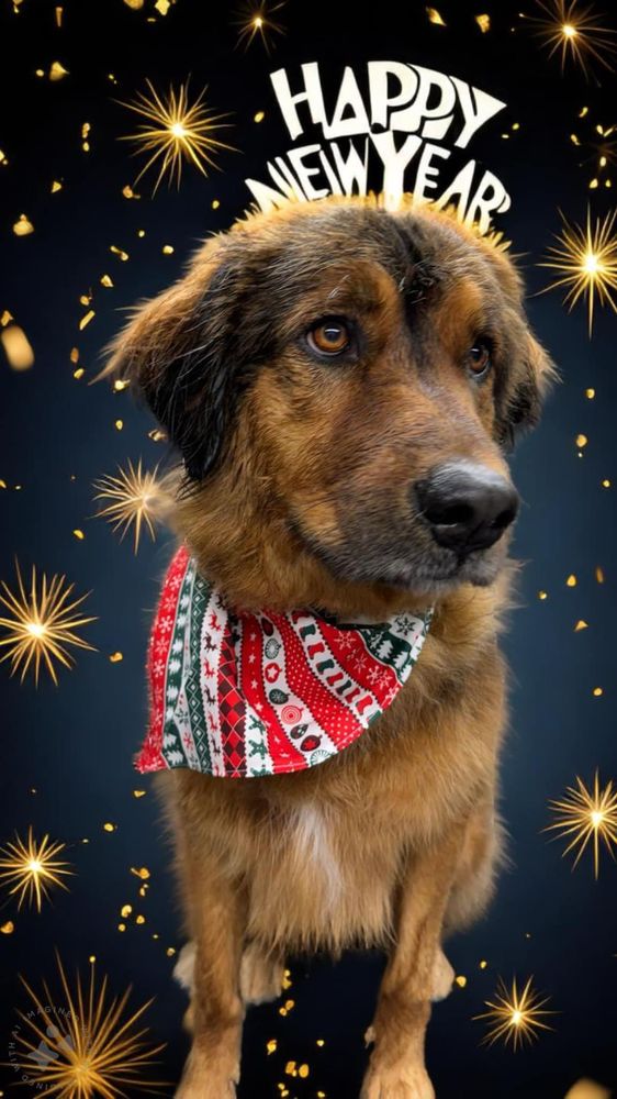 Zoomin Groomin - Mooresville