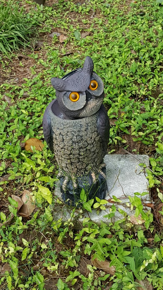 O