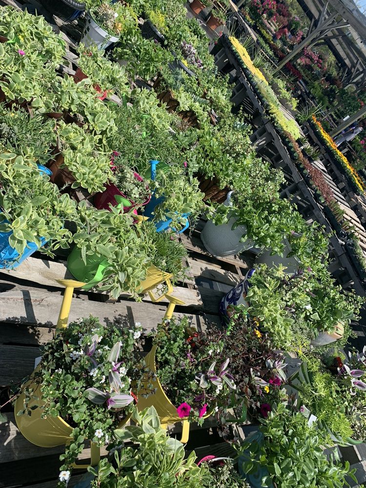 Carolina Girl Gardens