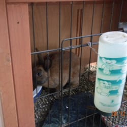 Home Sweet Home Pet Sitting - 21 Photos - Pet Boarding/Pet ... Home Sweet Home Pet Sitting - 21 Photos - Pet Boarding/Pet ...