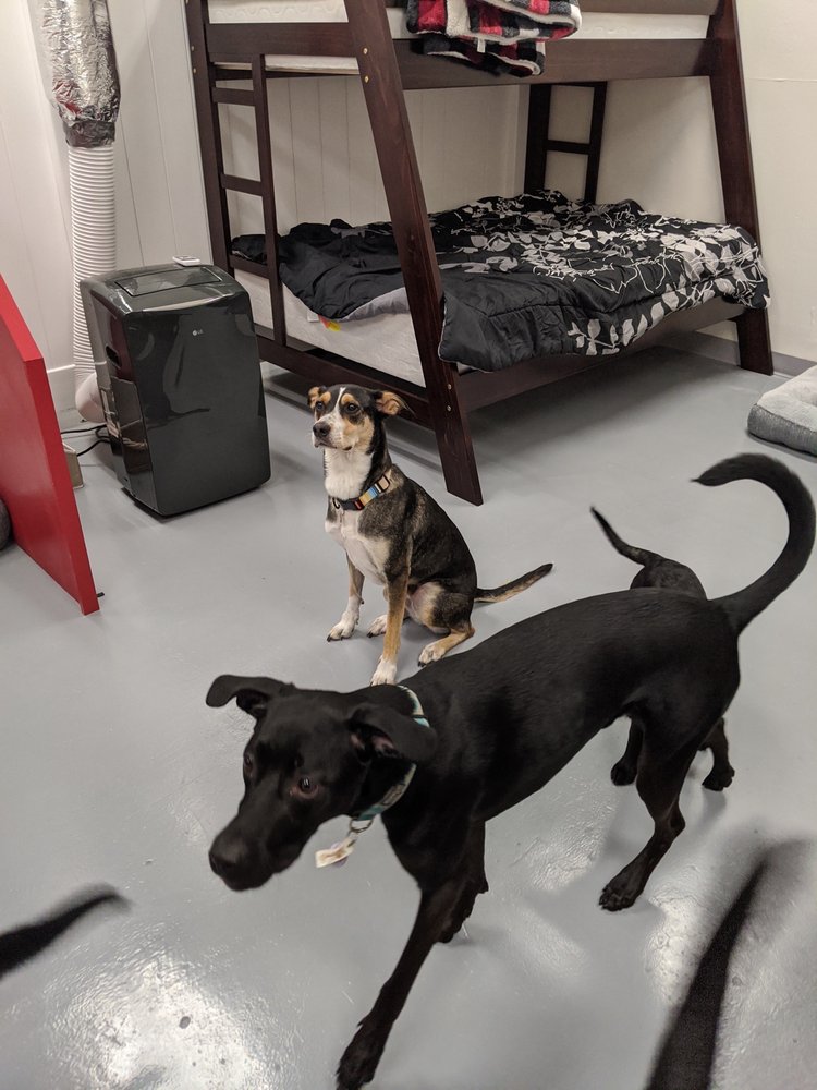 Canines Unleashed