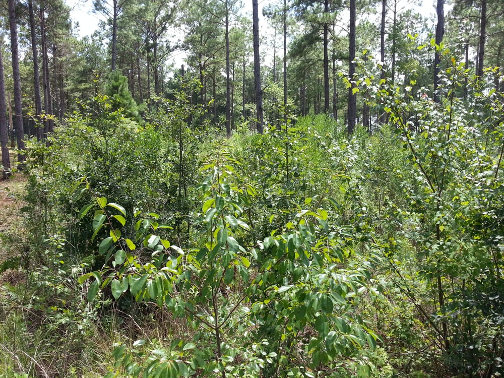 image of business Jones Land Clearing Construction