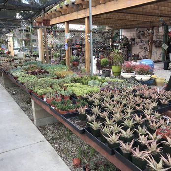 Lincoln Avenue Nursery 86 Photos 97 Reviews Nurseries Photo Of Lincoln Avenue Nursery Pasadena Ca United States