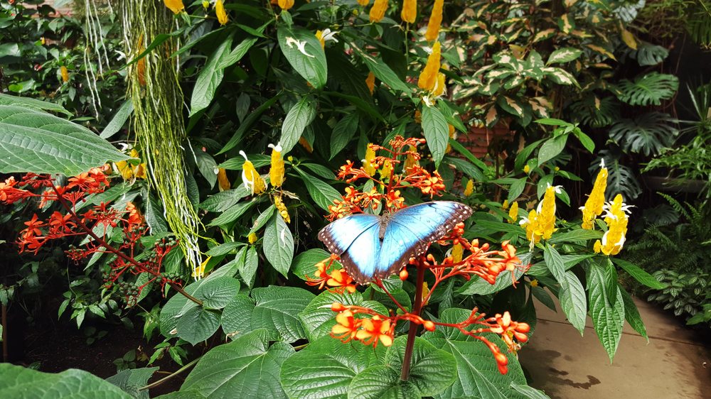 Magic Wings Butterfly Conservatory & Gardens 315 Photos & 87 Reviews