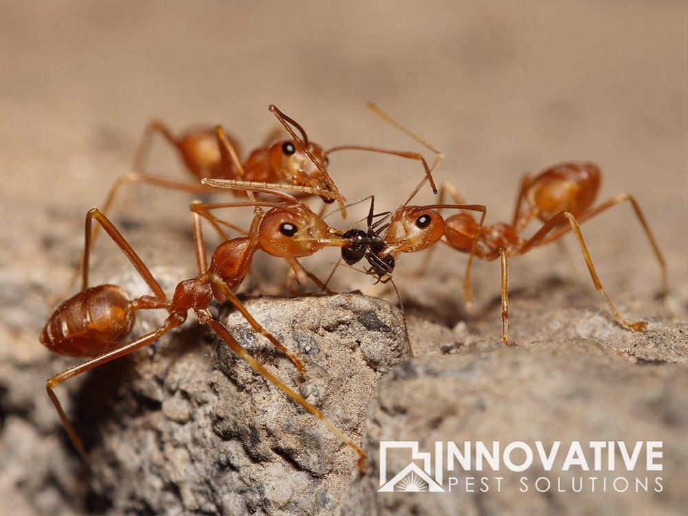 Innovative Pest Solutions