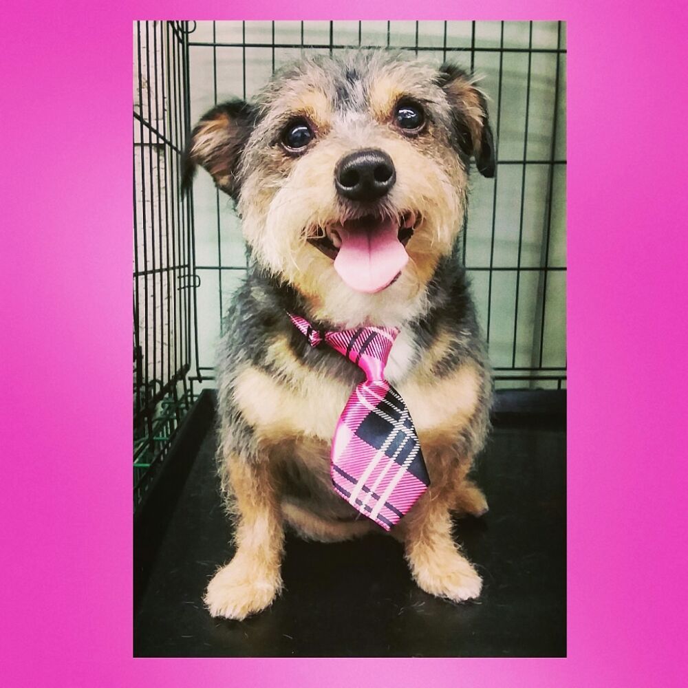 Paws n’ Claws Grooming Salon 56 Photos & 47 Reviews Pet Groomers