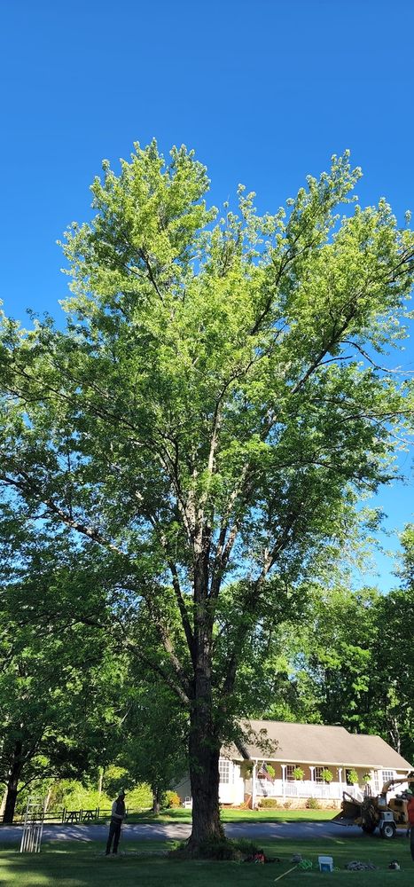 Mountain Tree Professionals