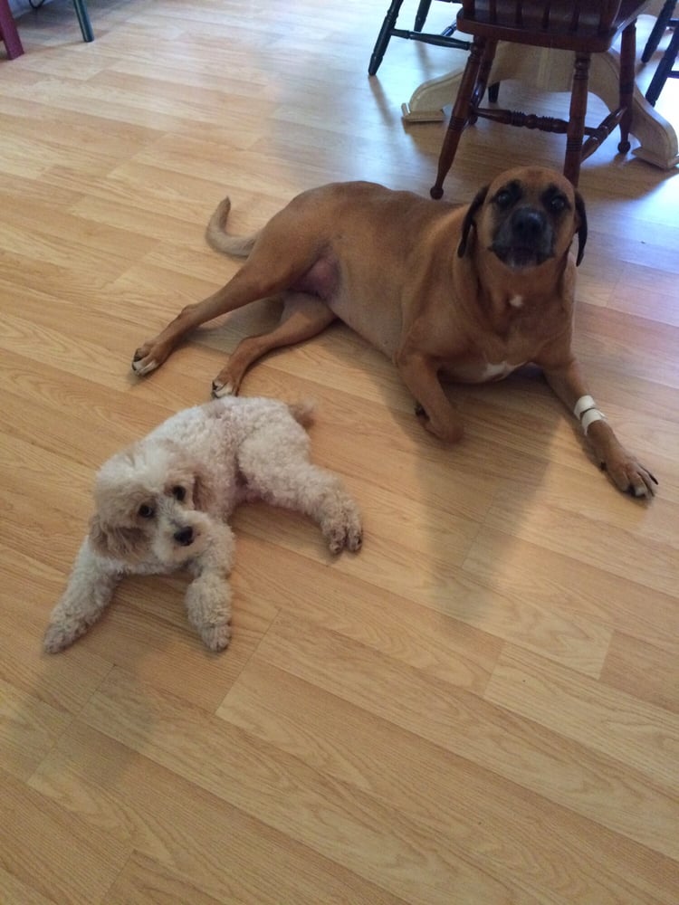 Gentle Care Animal Hospital Veterinarians 1365 Thomas