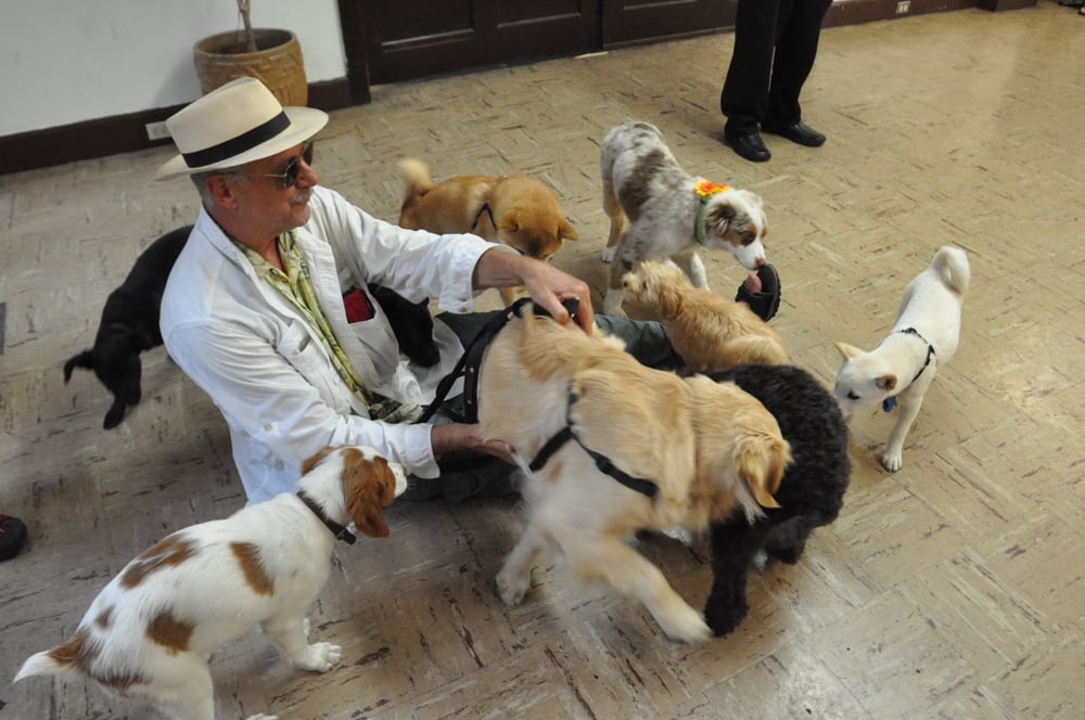 Bravopup Puppy and Dog Training 11 Photos & 53 Reviews Pet Training