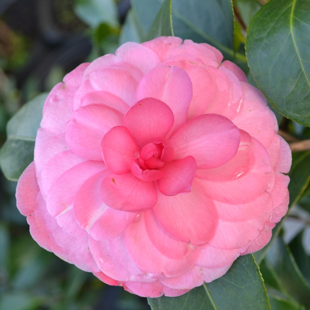 Kiefer Landscaping & Nursery