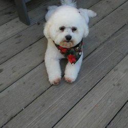 dog groomers oceanside dog groomers oceanside