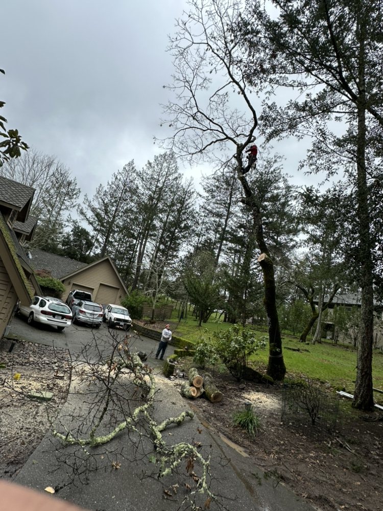 Vida Tree Services
